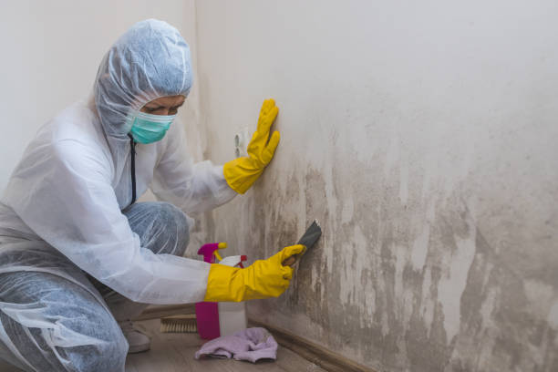 Best Residential Mold Remediation in Blue Point, NY